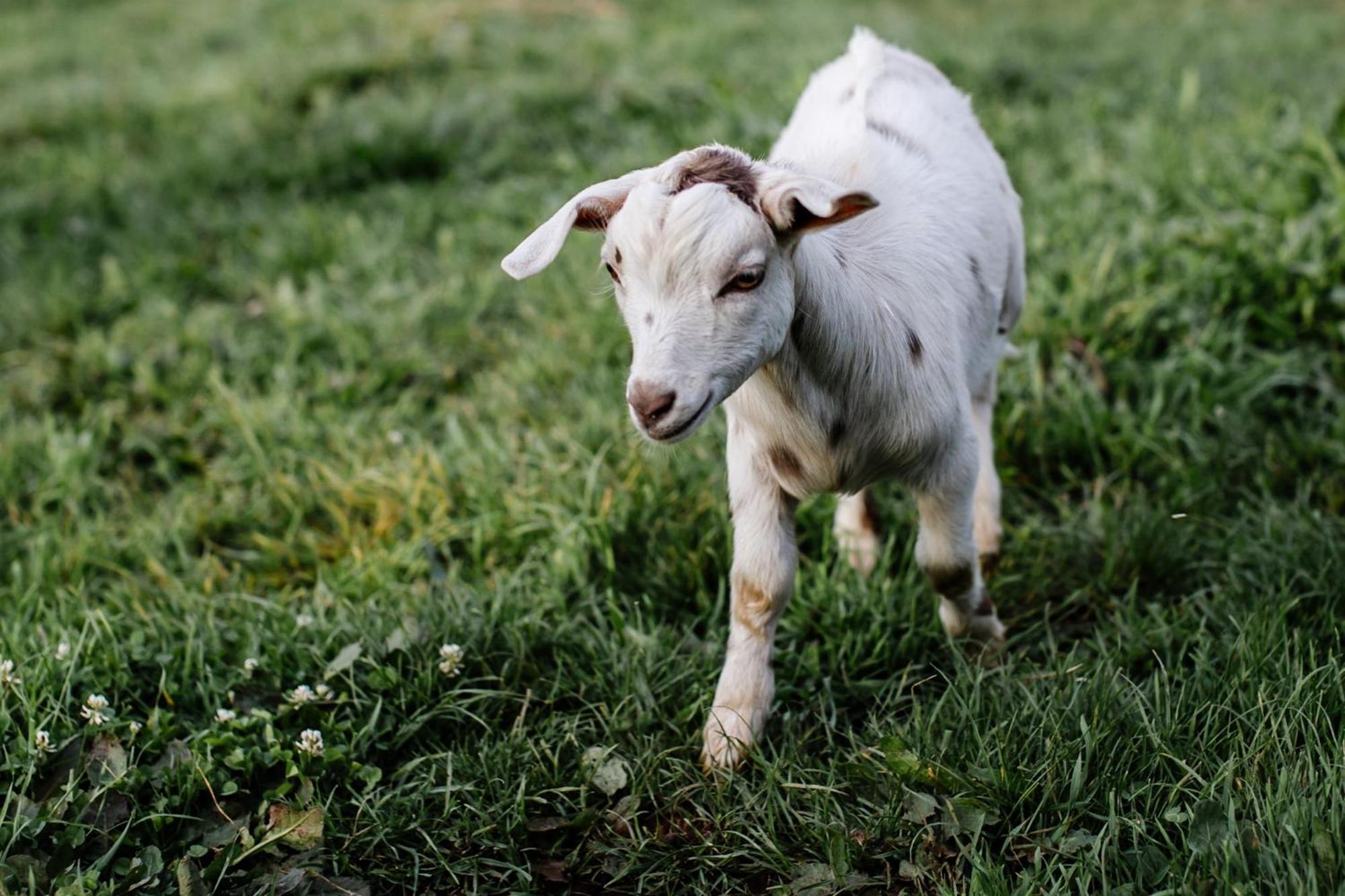 Farm stay Hideaway Farmlet Romantic With Miniature Goats *