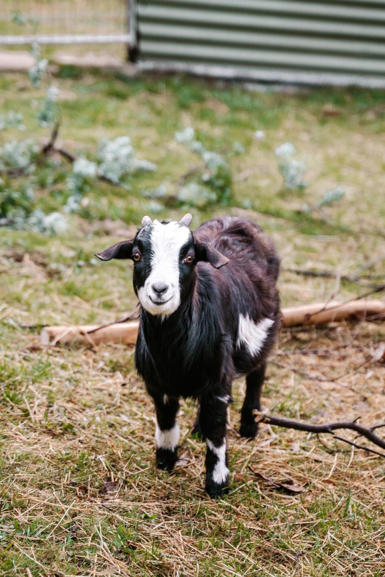 Hideaway Farmlet Romantic With Miniature Goats * Penguin